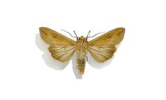 BioPhero - Fall Armyworm - Spodoptera Frugiperda