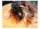 FLORA - Peach Fruit Fly Pheromone