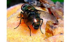 FLORA - Peach Fruit Fly Pheromone