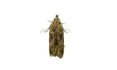 Russell IPM - Peach Twig Borer, Anarsia lineatella