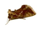 Russell IPM - Chrysodeixis Chalcites Tomato Looper