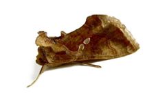 Russell IPM - Chrysodeixis Chalcites Tomato Looper