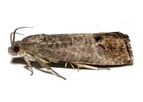 Russell IPM - Cydia Pomonella Codling Moth