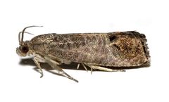 Russell IPM - Cydia Pomonella Codling Moth