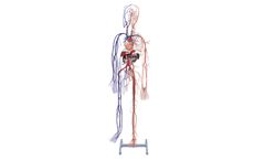 3-Dmed - Full-figure Circulatory System Model