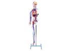 3-Dmed - Full-figure Circulatory System with Skeleton Model