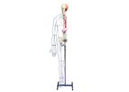 3-Dmed - Full-figure Nervous System Model