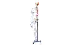 3-Dmed - Full-figure Nervous System Model