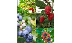 Coco Peat Products for Berries