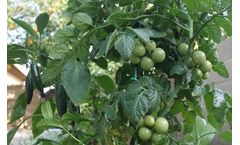 Coco Peat Products for Vegetables