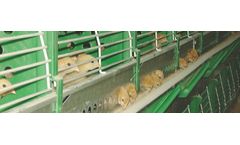 Model CR500 - Cages for Pullets
