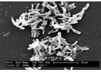 Clostridium Butyricum Probiotics