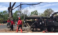 Tree Removal Service