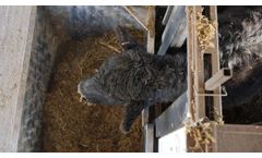 SmartFeed Feed Lot - Video