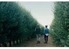 Olive Oil Education