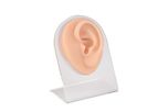 Pro-Health - Model PH03-513 - Piercing Silicone Ear Practice Model with Display Stand