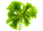 AlgalPure DHA Algal Oil