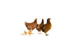 Megataj - Broiler Finisher Concentrate 10%