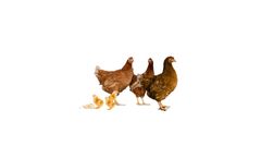 Megataj - Broiler Finisher Concentrate 10%