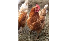 Megataj - Chick Crumb