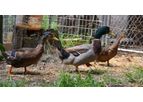 Megataj - Duck Feed