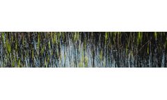 Wetland Determination and Characterization Services