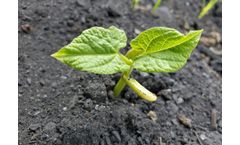 Biochar
