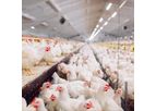 Solar Panels for Chicken Farms Installation Services