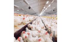 Solar Panels for Chicken Farms Installation Services