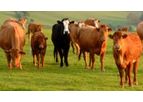 CTM - Cattle Care
