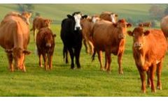 CTM - Cattle Care