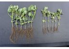 CoreBiologic - Model CropPro+ - Microbes