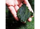 Everflow - Biofertilizer & Soluble Algae Products (Sap)
