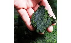 Everflow - Biofertilizer & Soluble Algae Products (Sap)