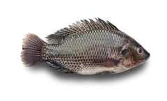GF-Hatchery - Silver Nile Tilapia