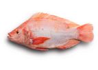GF-Hatchery - Model YY - Red Nile Tilapia