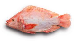 GF-Hatchery - Model YY - Red Nile Tilapia