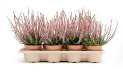 Model PureFiber - Horti Tray