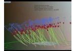 Network Kites are Stable fliers. - Video