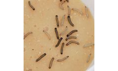 Benzon Research - Proprietary Insect Strains