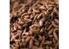 Soldier Fly - Whole Dried BSF Larvae