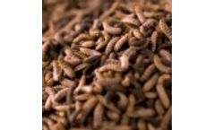 Soldier Fly - Whole Dried BSF Larvae