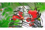 Uncovering the Secrets of Subcritical Extraction: How it Works - Video