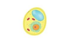Homogenising - Yeast Cell Homogenizers
