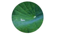 Ozsepa - Oil-Water Separation Nano Structure