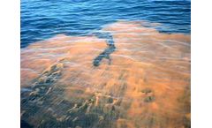 Diagnostic / Feasibility Studies