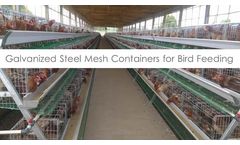 Egg Laying Cage System with Feeding Capacity of 96, 126, 160, 180 and 200 Chickens / Birds
