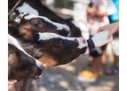 Calf Equipment and Milk Replacer