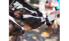 Calf Equipment and Milk Replacer
