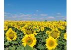 Nuseed - Sunflower Seed